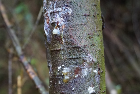 Example of Phytophthora pluvialis lesions on a tree stem.