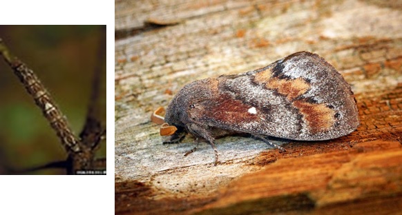 Pine tree lappet moth